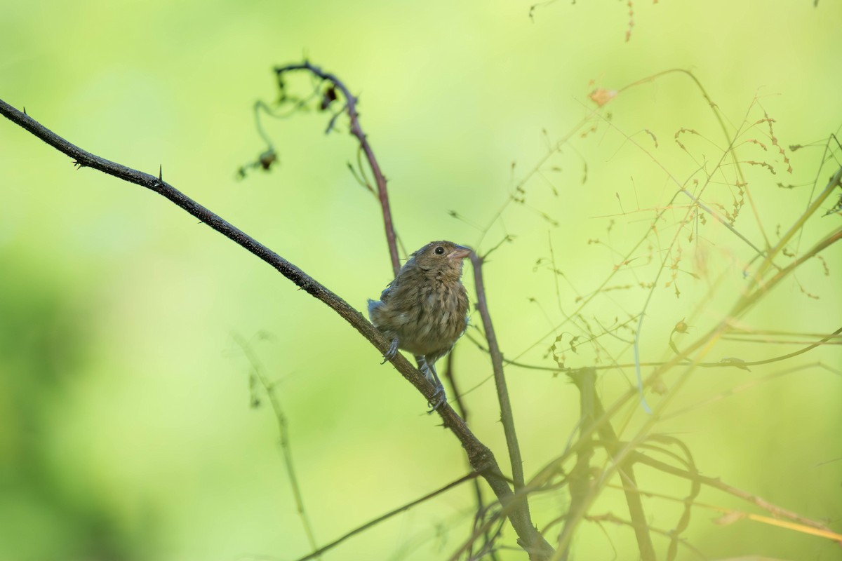 Blue-black Grassquit - ML646191547