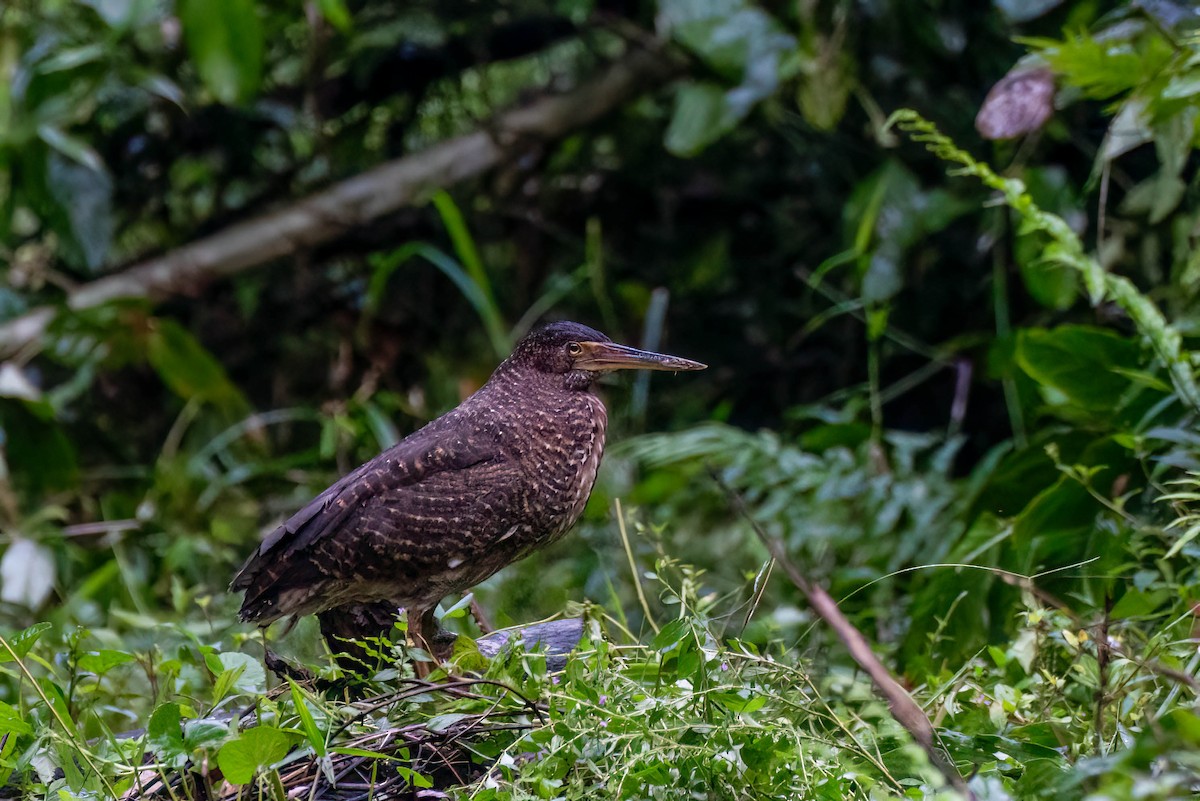 White-crested Tiger-Heron - ML646191548