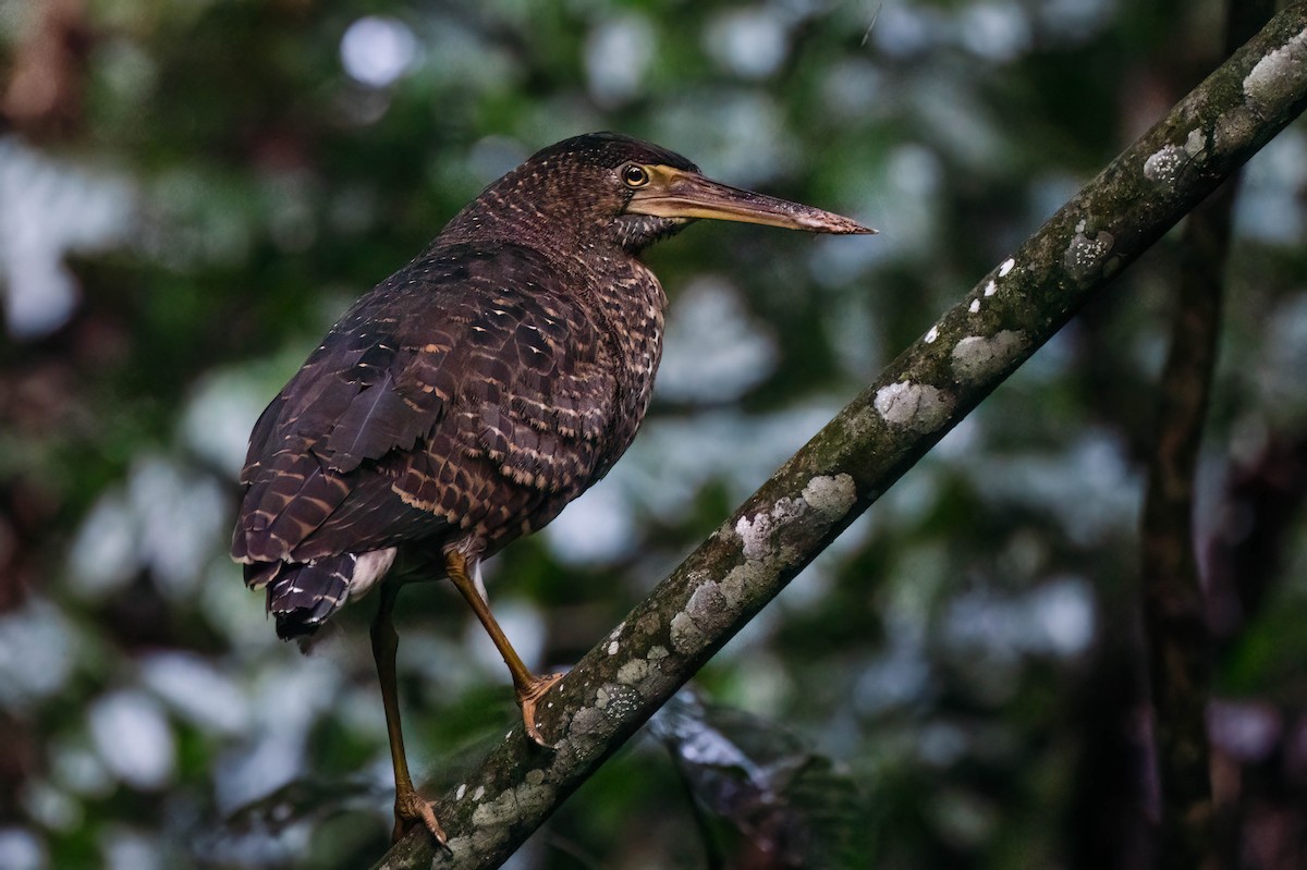 White-crested Tiger-Heron - ML646191549