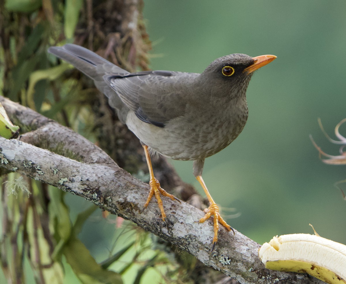 Great Thrush - ML646191551