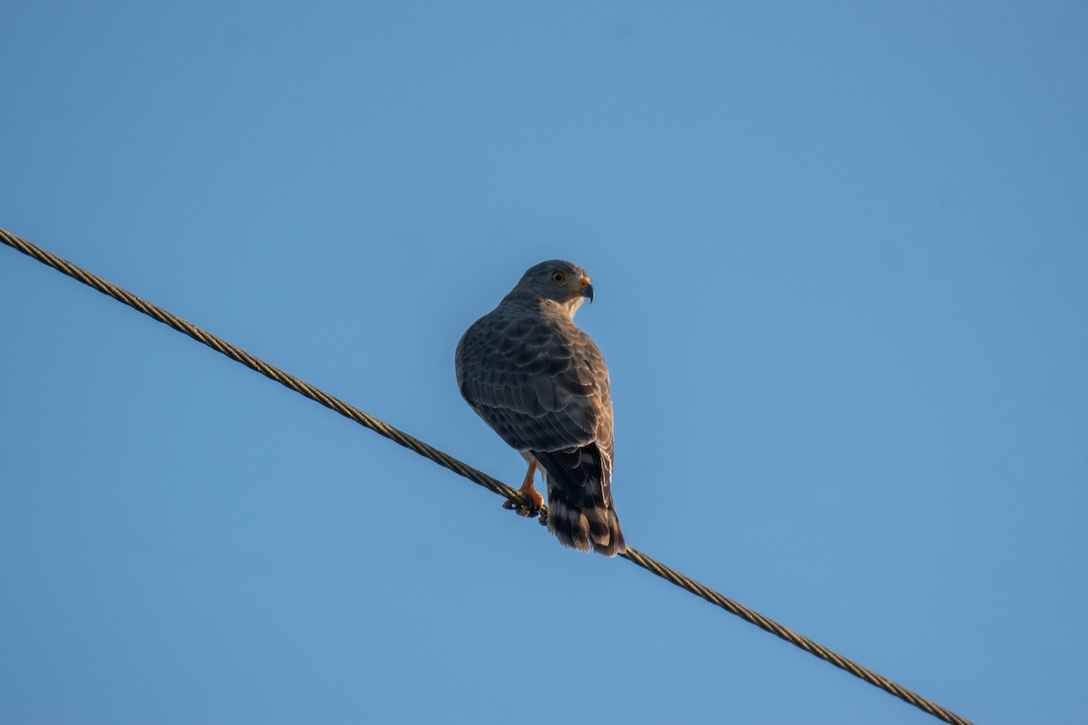 káně krahujová - ML646191552