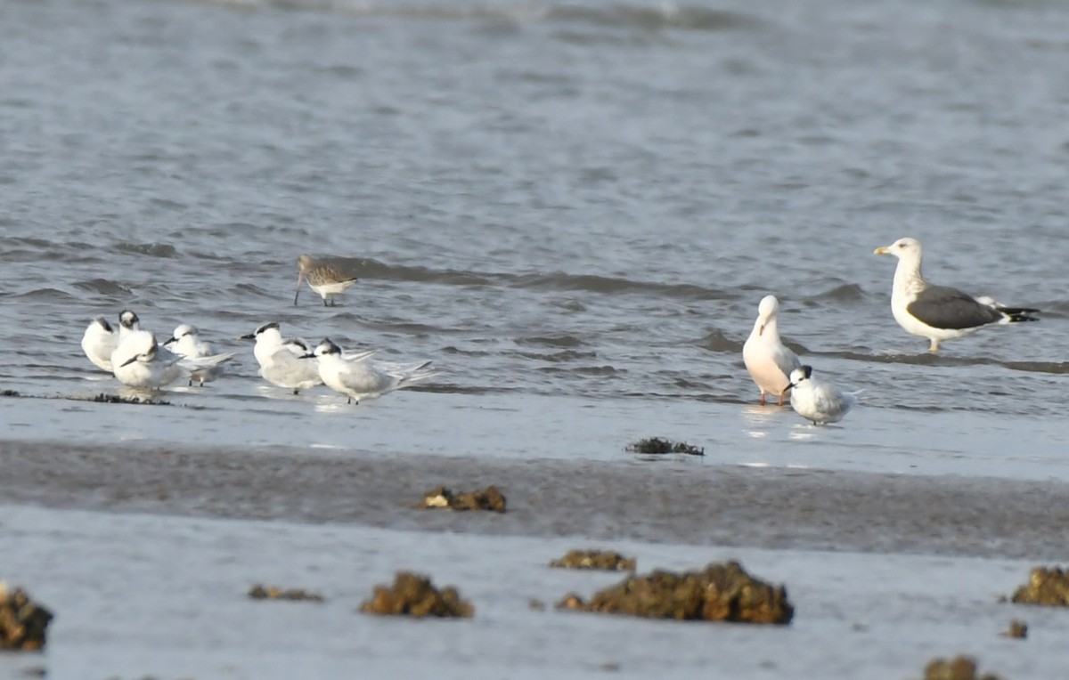 Sandwich Tern - ML646191553