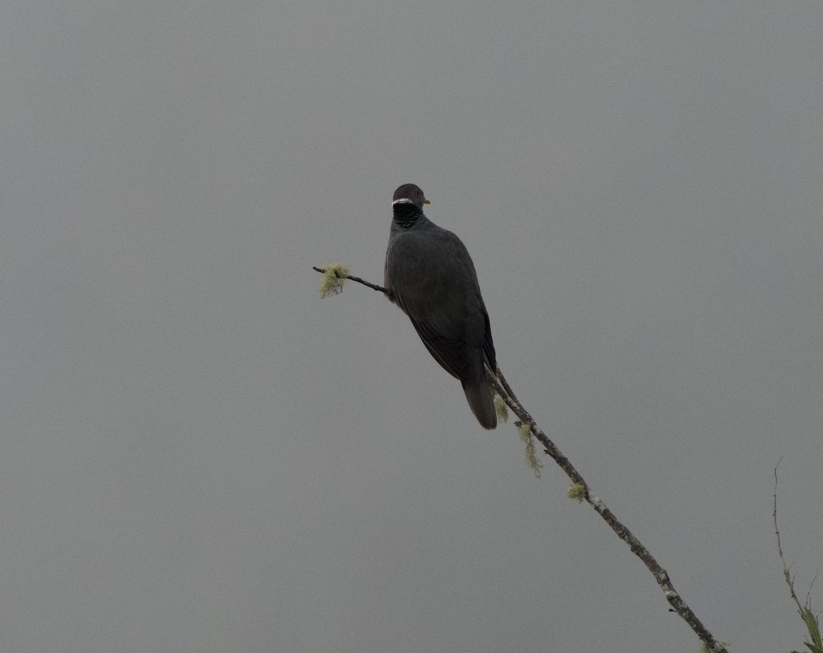 Band-tailed Pigeon - ML646191555