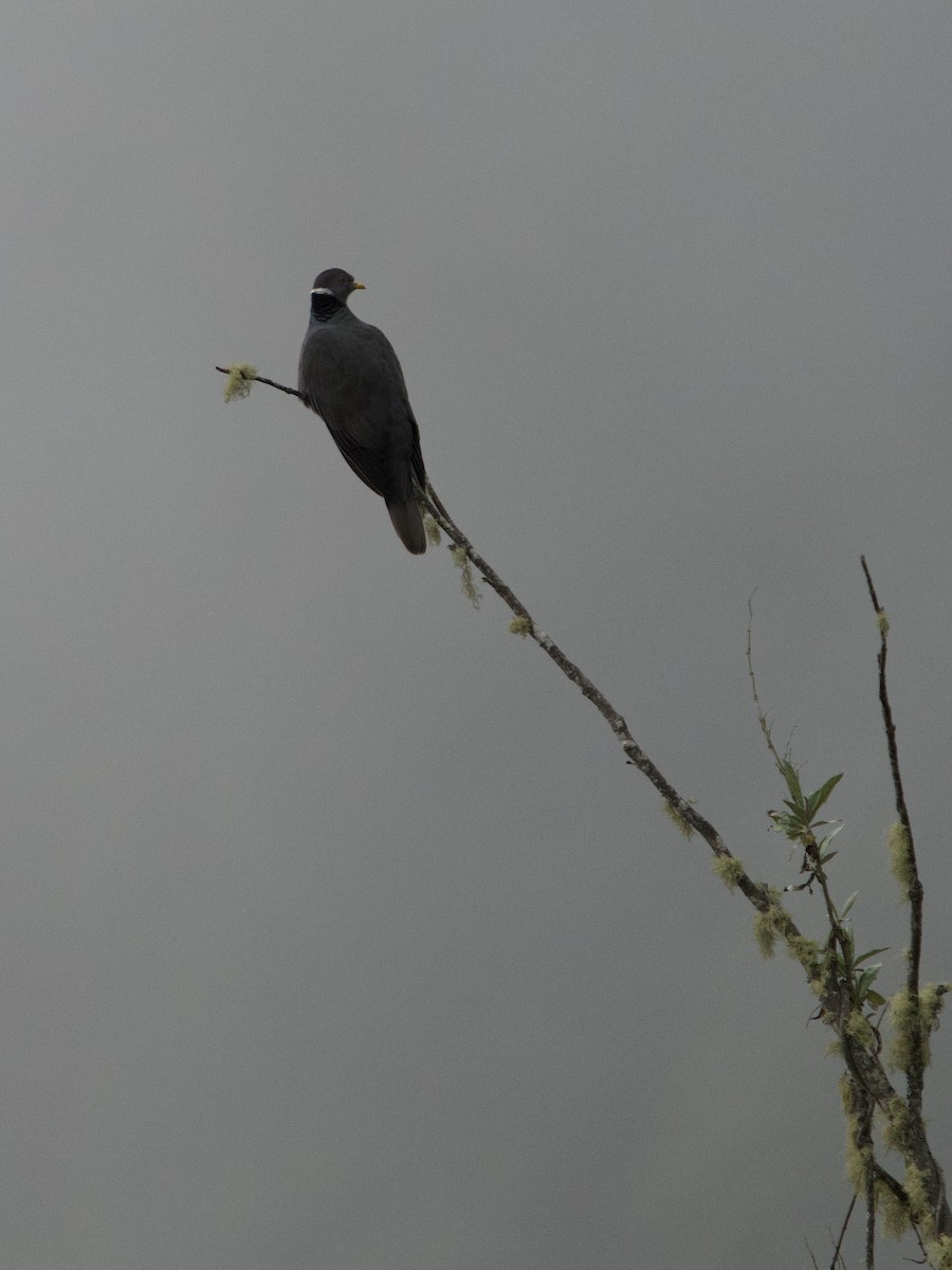 Band-tailed Pigeon - ML646191556