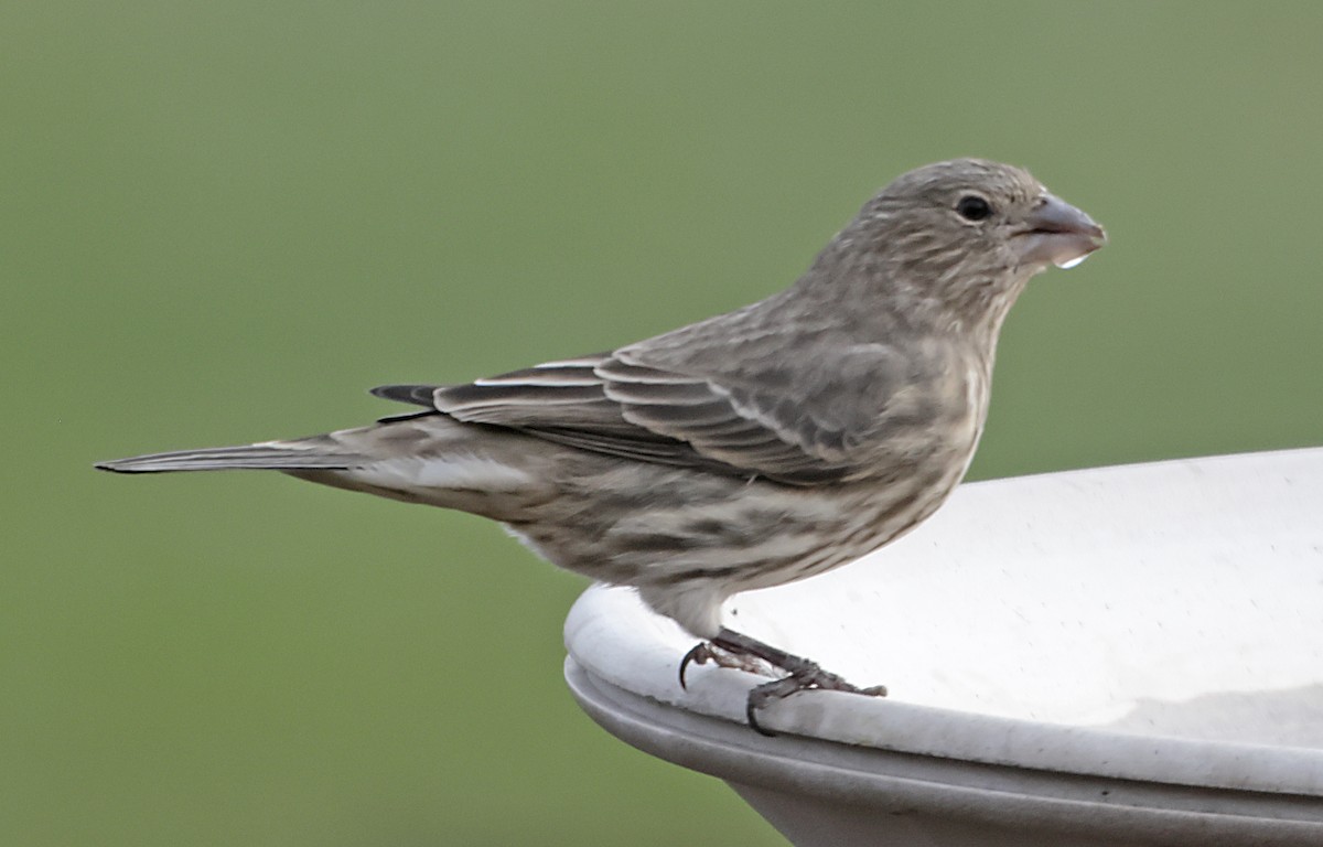 House Finch - ML646191558