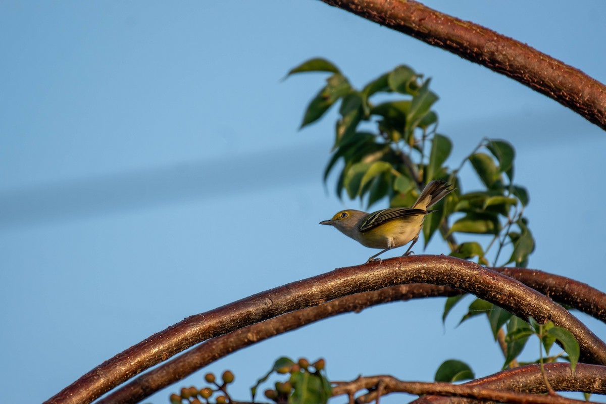 White-eyed Vireo - ML646191559