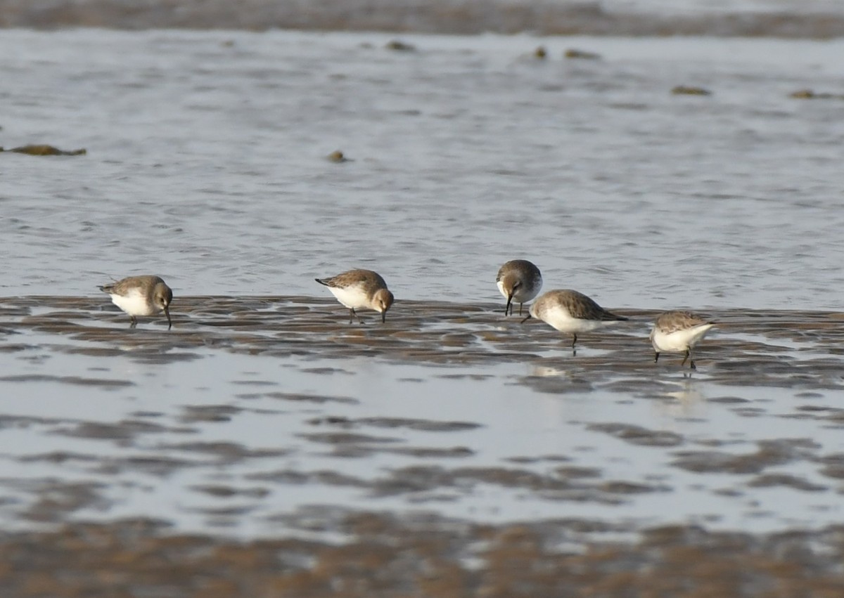 Dunlin - ML646191560