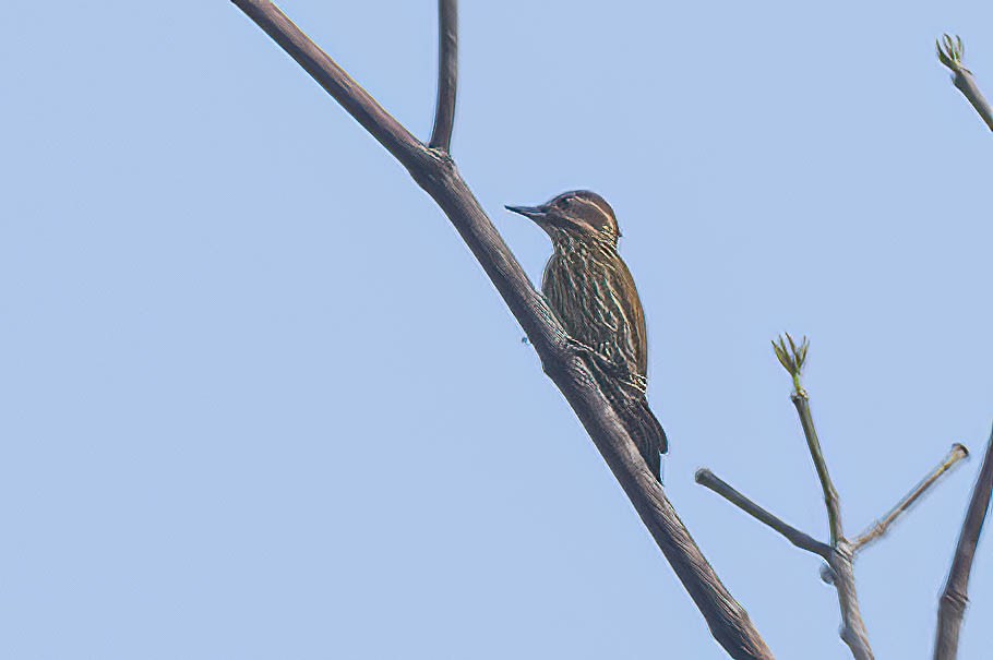 Melancholy Woodpecker - ML646191561