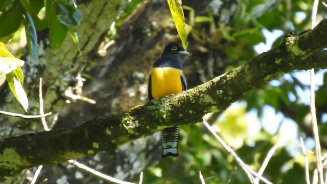 Gartered Violaceous Trogon - ML646191563