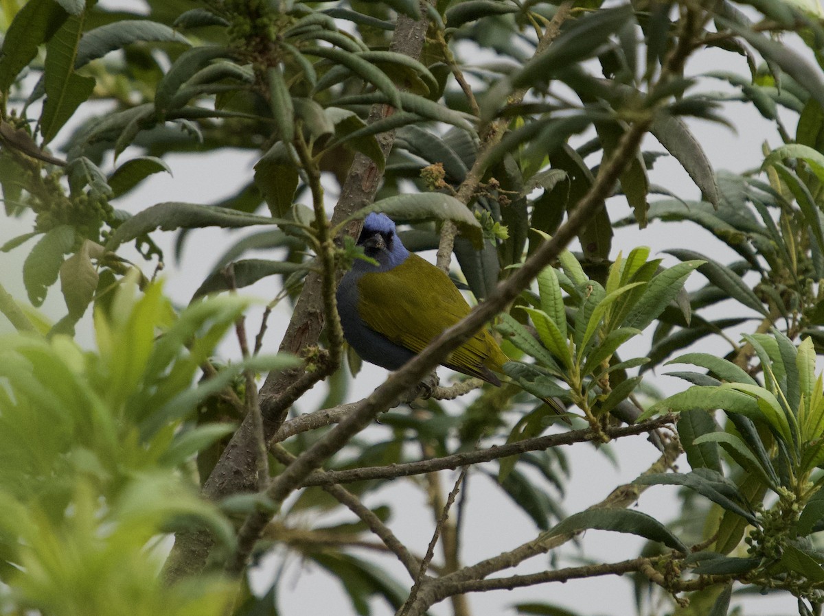 Blue-capped Tanager - ML646191566