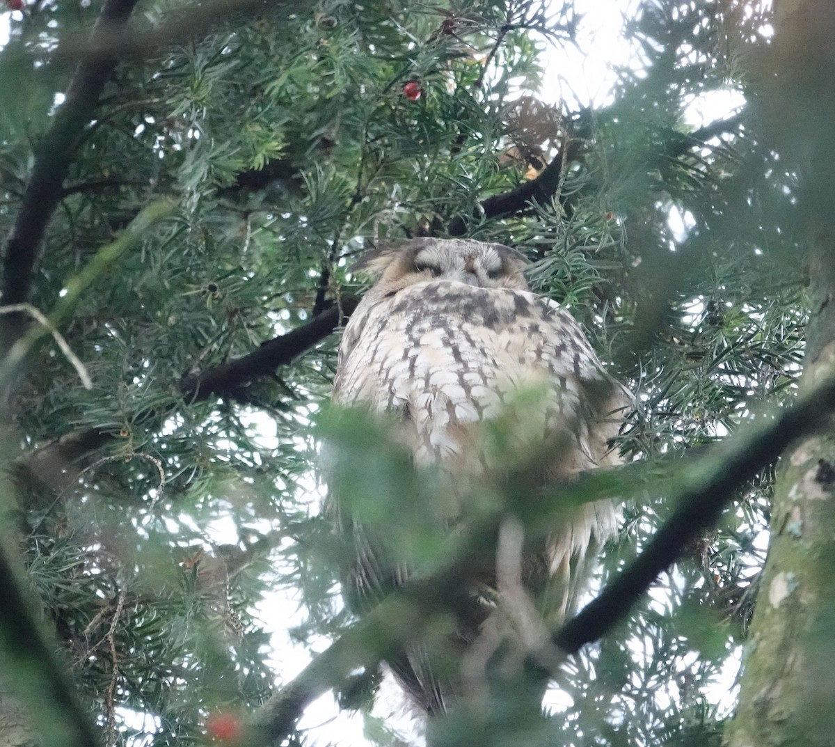 Long-eared Owl - ML646191567