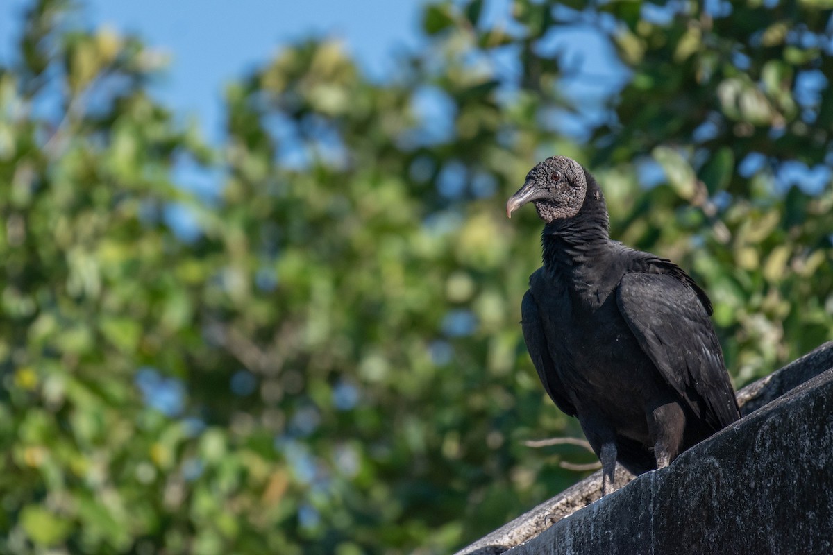 kondor havranovitý - ML646191568