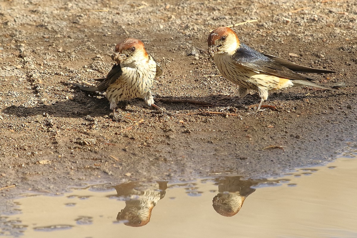 Greater Striped Swallow - ML646191571