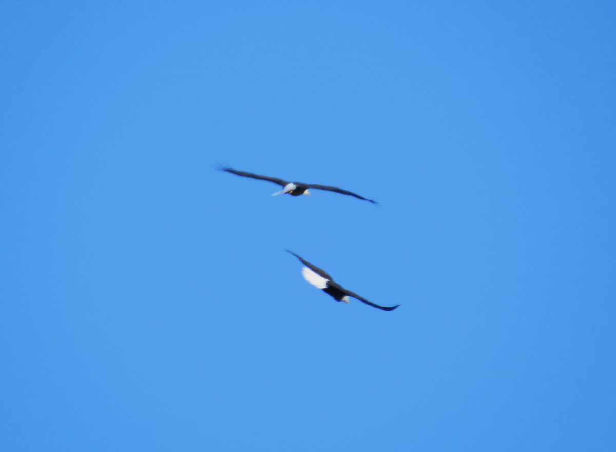 Орлан білоголовий - ML646191576