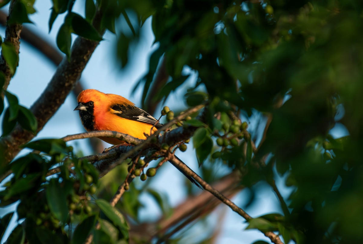 Orange Oriole - ML646191582