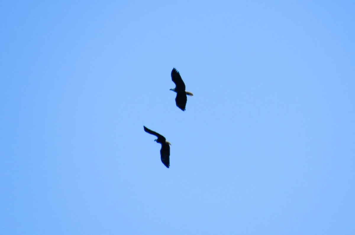 Орлан білоголовий - ML646191583