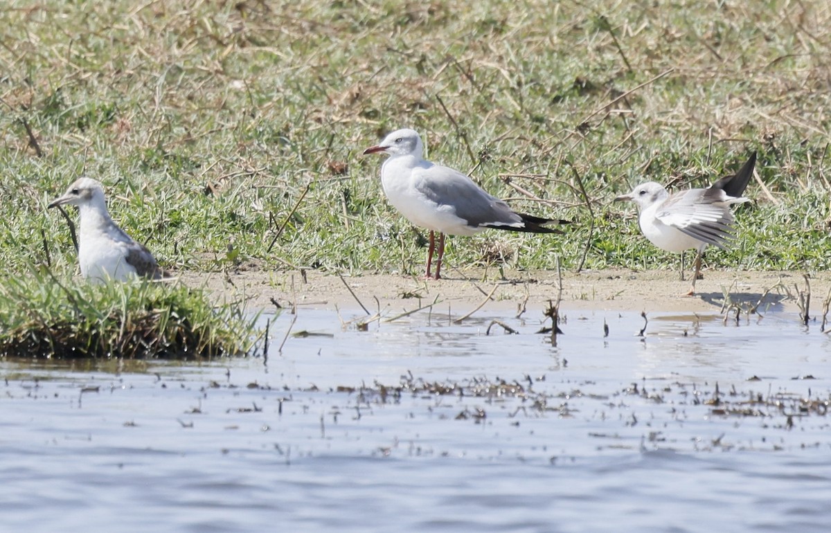 Gray-hooded Gull - ML646191585