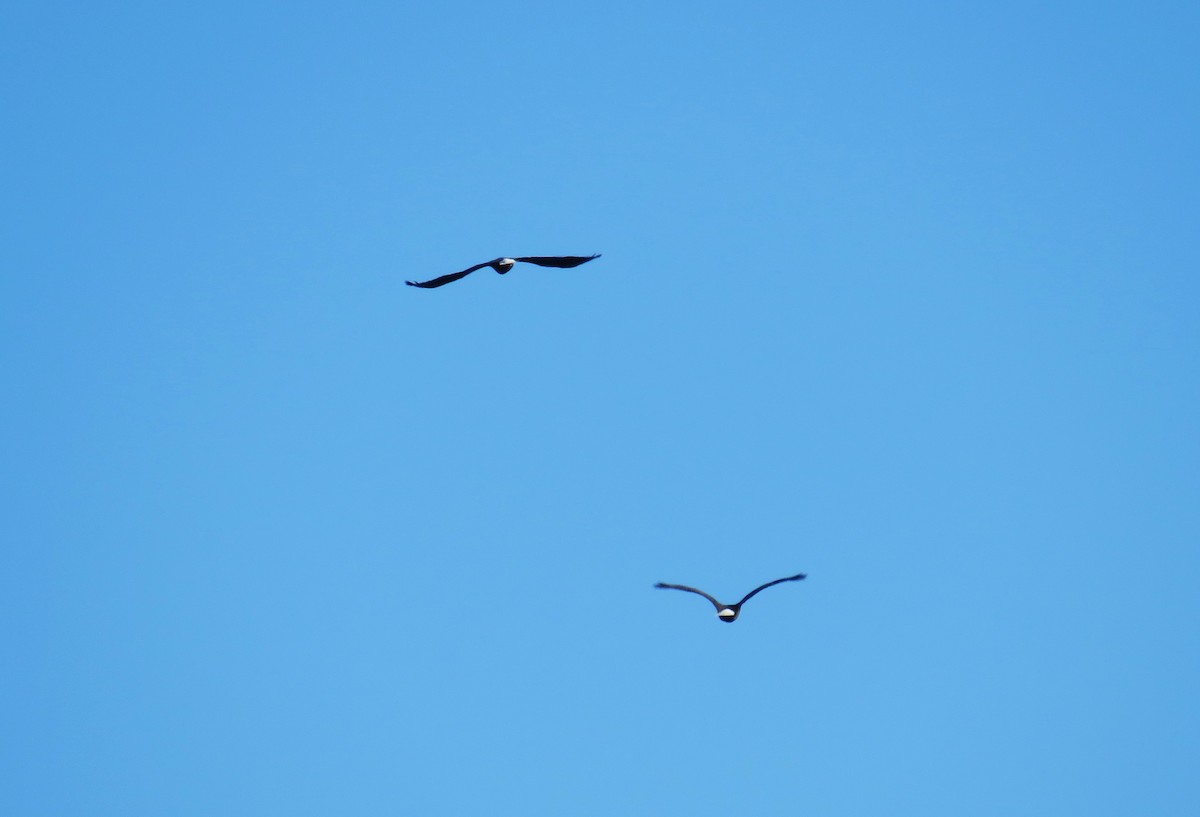 Орлан білоголовий - ML646191586