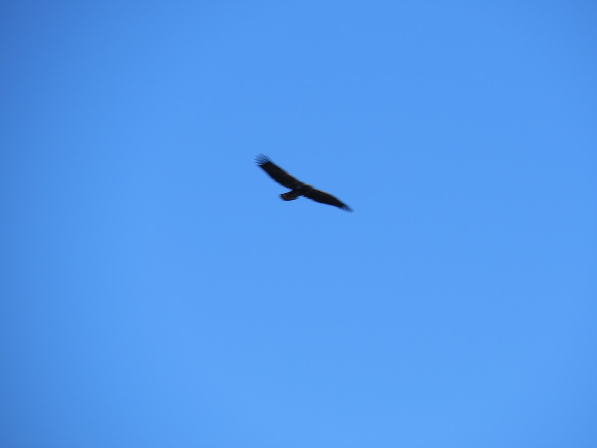 Орлан білоголовий - ML646191591