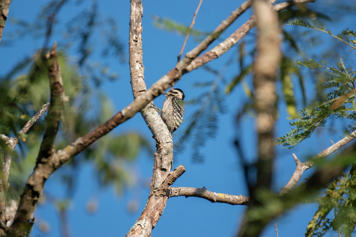 strakapoud proužkohřbetý - ML646191592