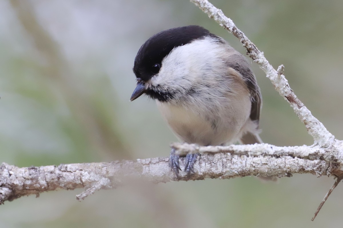 Mésange boréale - ML646191598