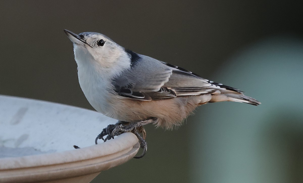 White-breasted Nuthatch - ML646191599