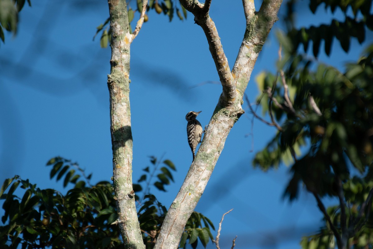 strakapoud proužkohřbetý - ML646191600