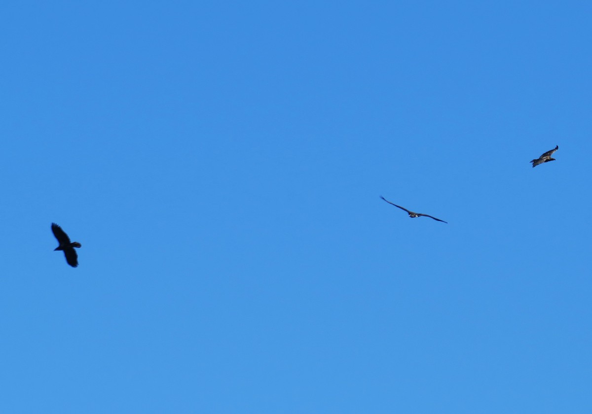 Орлан білоголовий - ML646191601