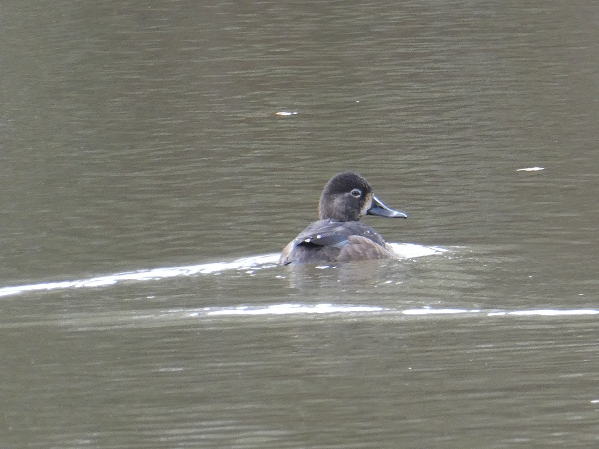 Ring-necked Duck - ML646191602