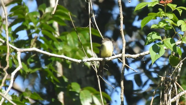Dusky-capped Flycatcher - ML646191605