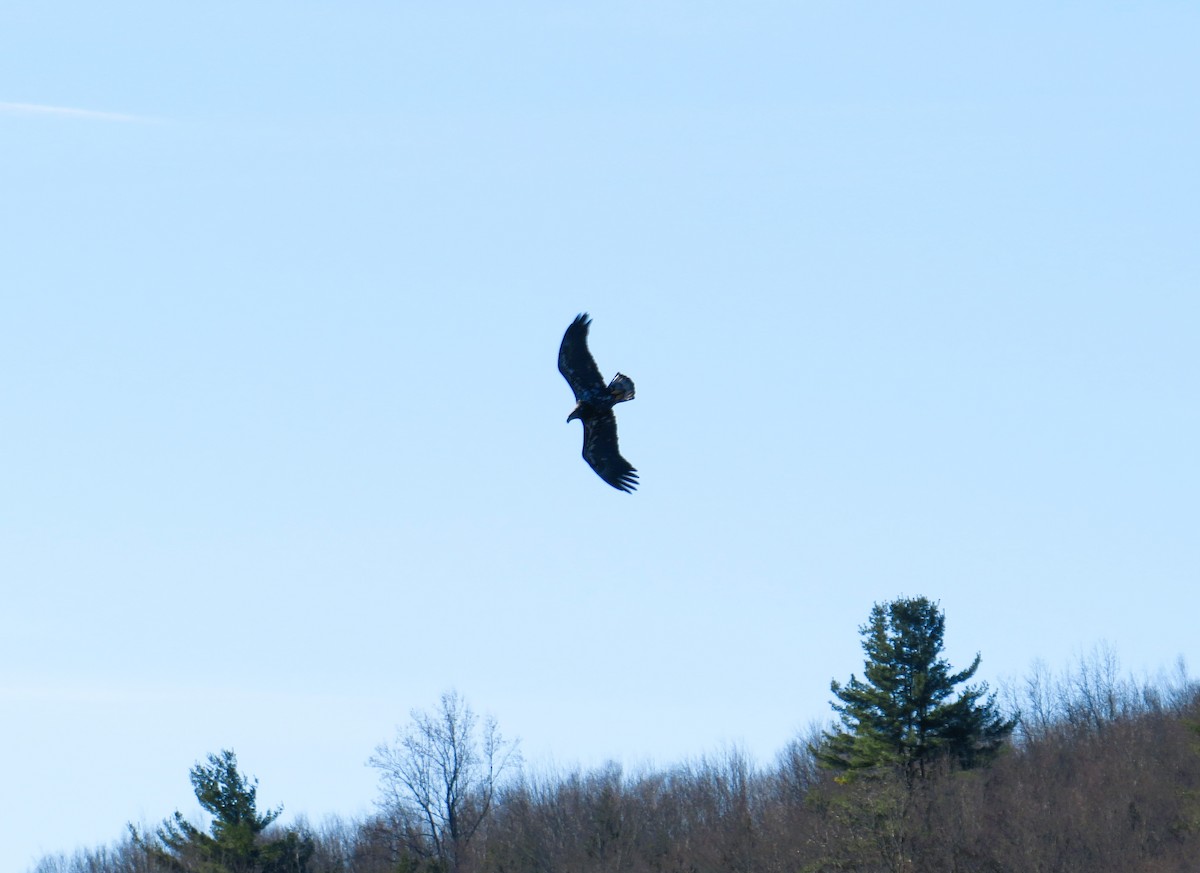 Орлан білоголовий - ML646191613