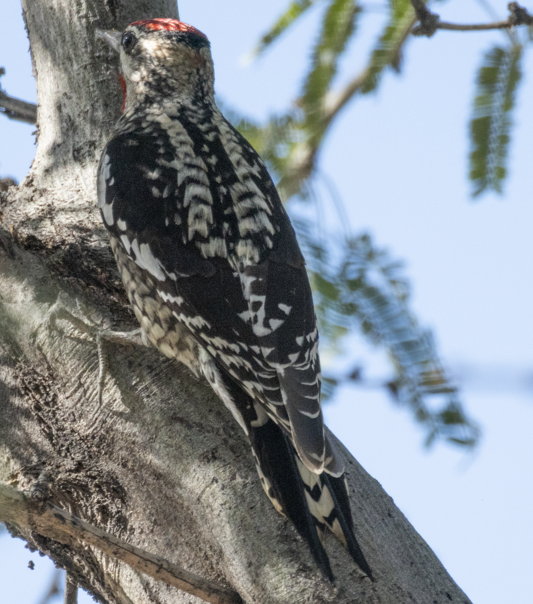 Red-naped Sapsucker - ML646191620