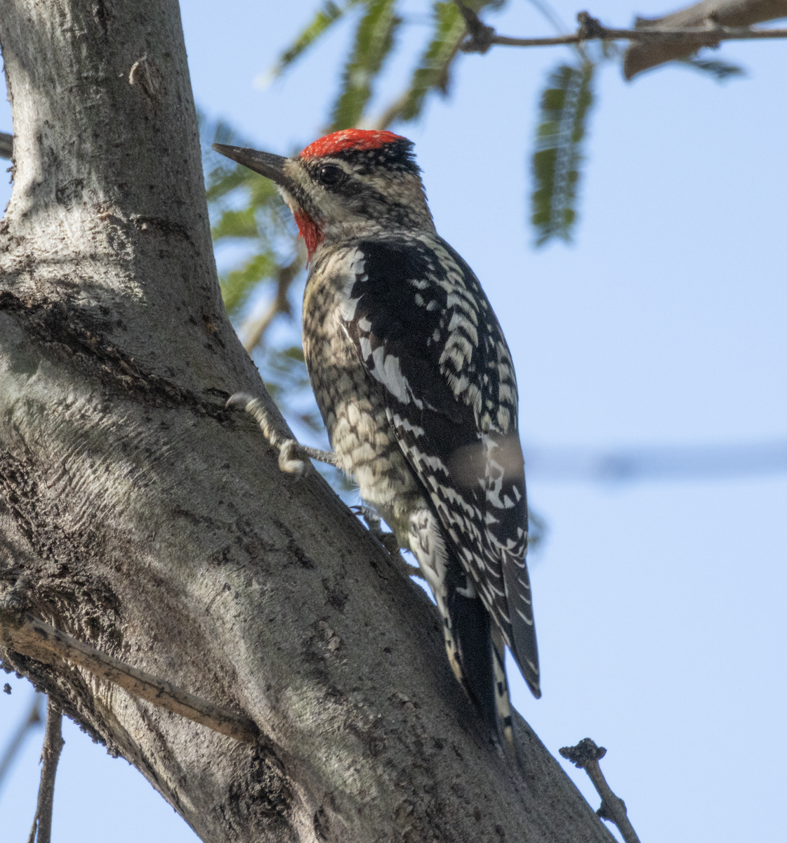 Red-naped Sapsucker - ML646191621