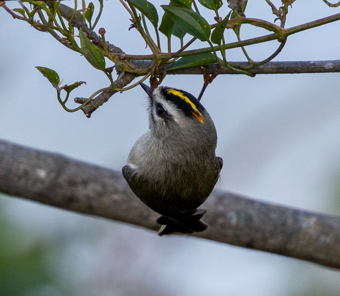Golden-crowned Kinglet - ML646191624