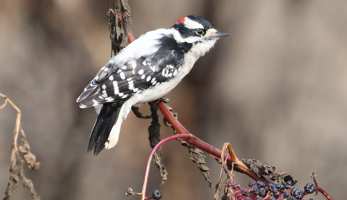 Downy Woodpecker (Eastern) - ML646191626