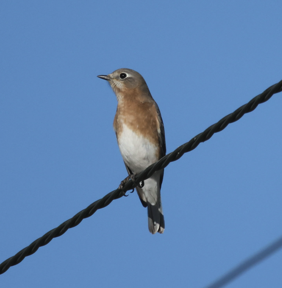 Eastern Bluebird - ML646191633