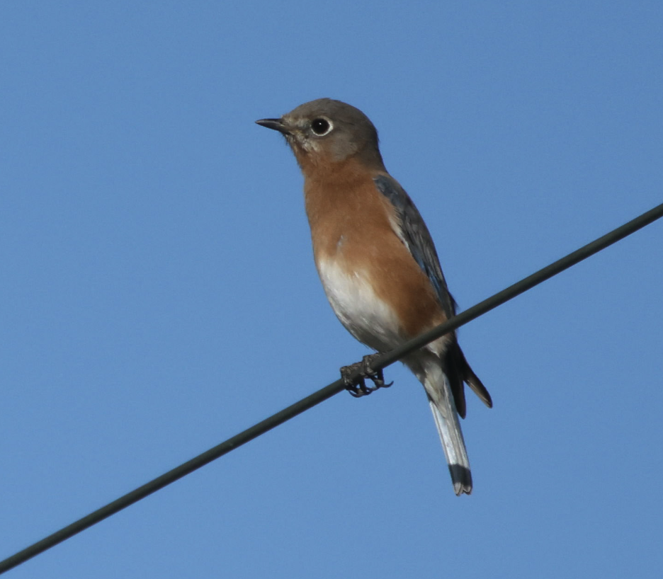 Eastern Bluebird - ML646191634