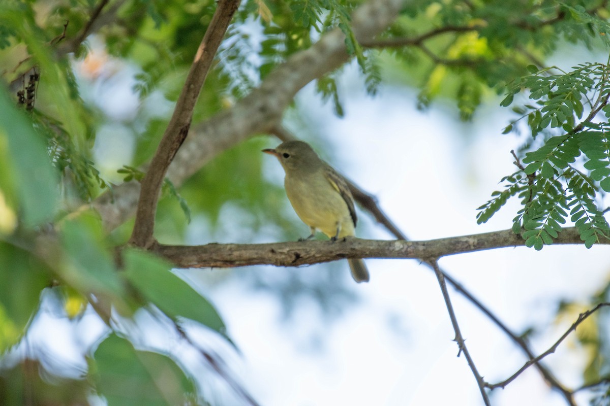 Northern Beardless-Tyrannulet - ML646191636
