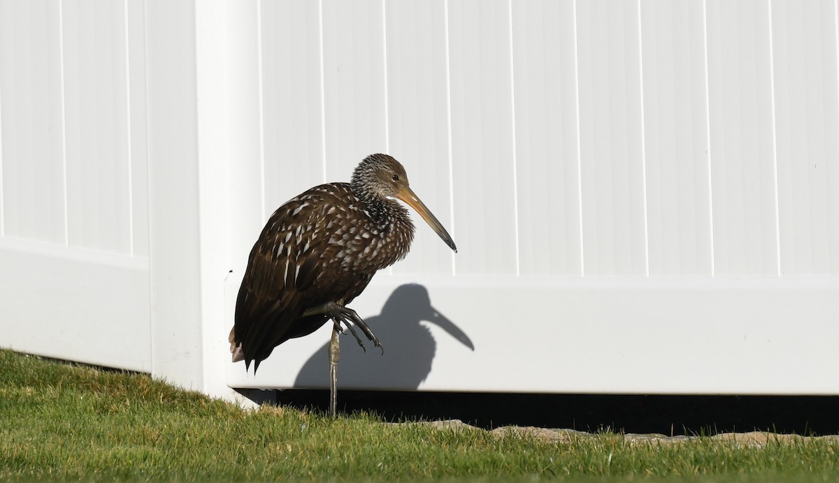 Limpkin - ML646191647