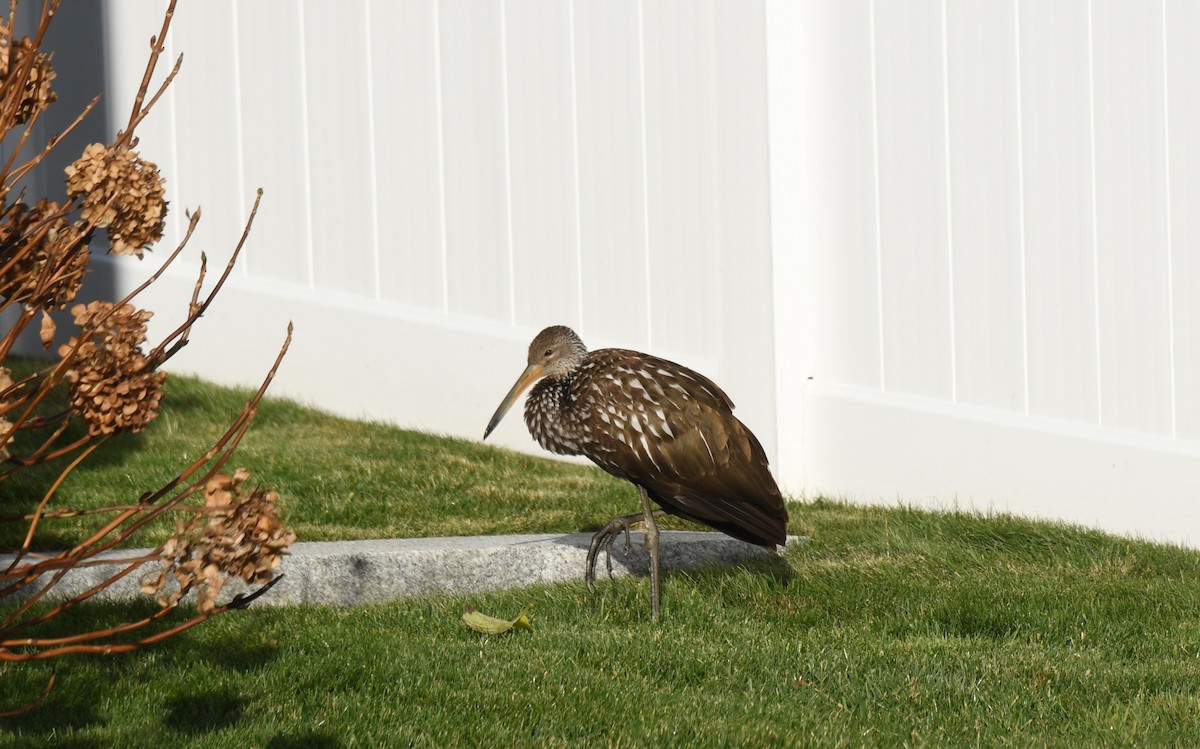 Limpkin - ML646191648