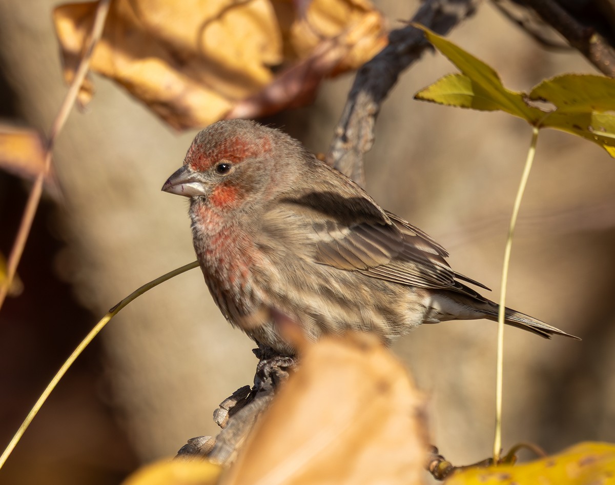 House Finch - ML646191653