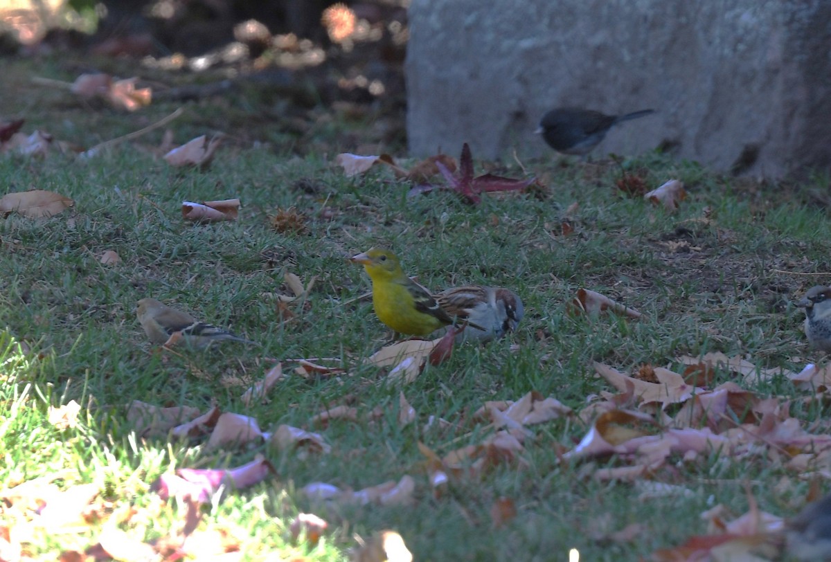 ニシフウキンチョウ - ML646191654