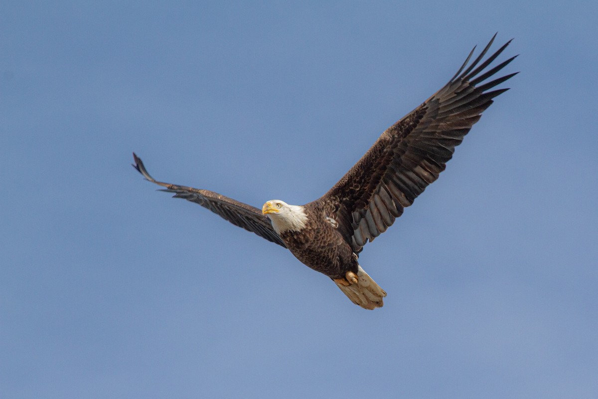 Орлан білоголовий - ML646191659