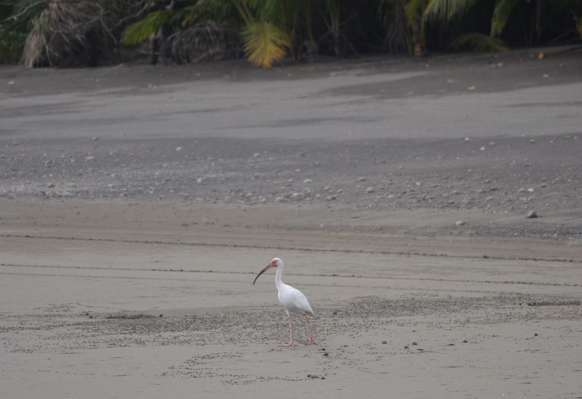 Ibis blanc - ML646191662