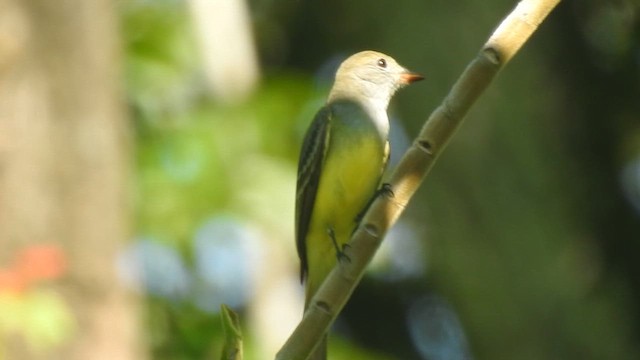 Great Crested Flycatcher - ML646191664