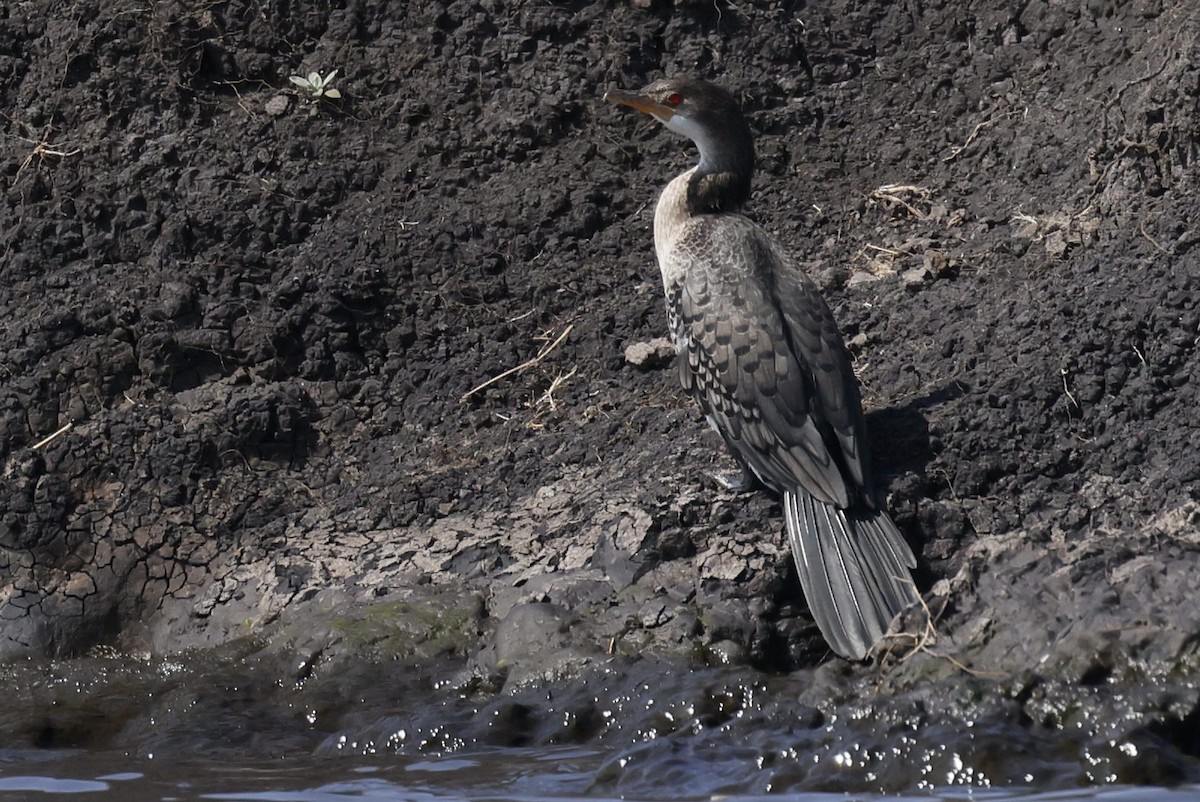 Riedscharbe - ML646191666