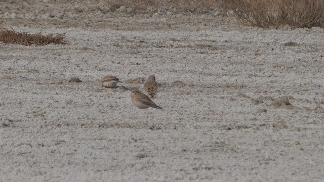 Allodola - ML646191670