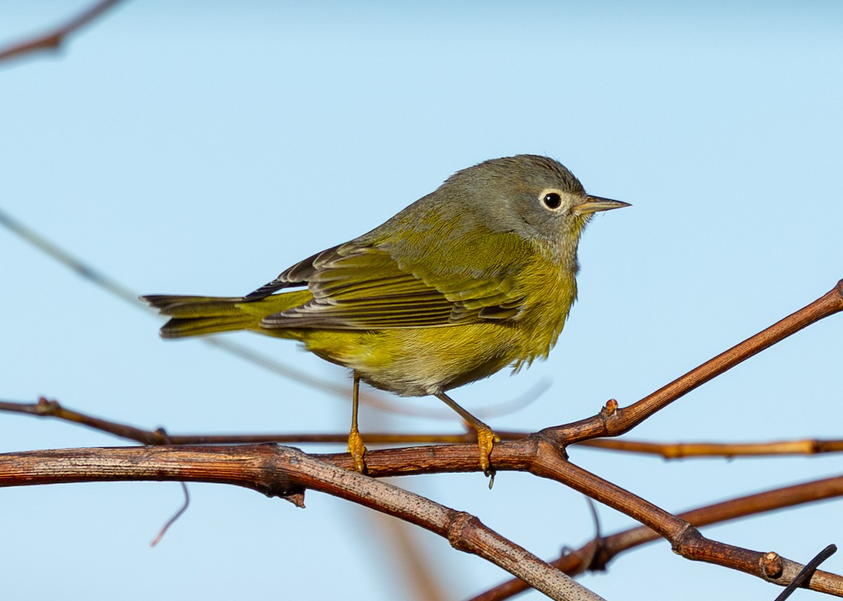 Nashville Warbler - ML646191671