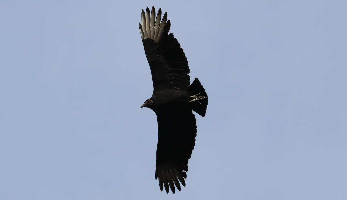Black Vulture - ML646191672
