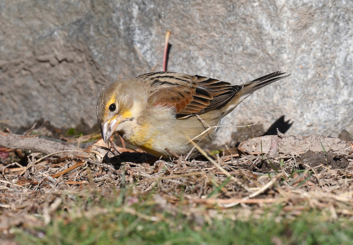 Dickcissel - ML646191675